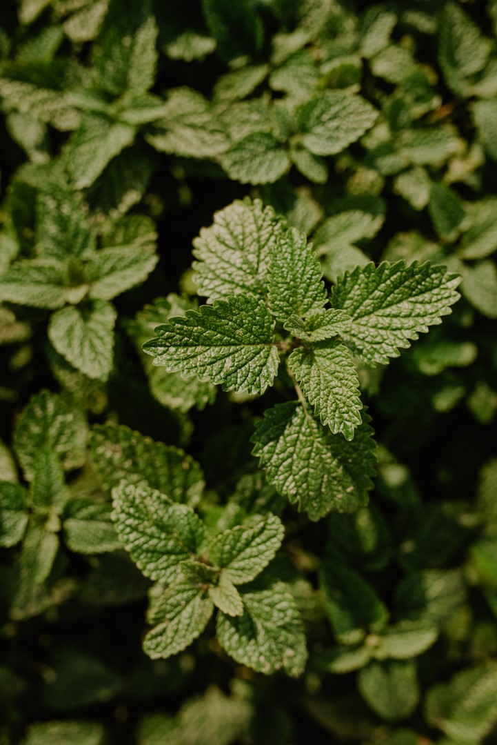 zielone liście melisy